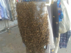 Пчелиный рой атаковал рынок в Краснодаре