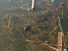 «Живем в болоте с лягушками!» - жители самого «экологичного» района Краснодара возмущены состоянием озера Карасун