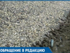 Кубанцы догадываются, почему гибнет рыба в реке Краснодарского края