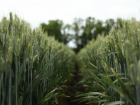 Около 11 млн тонн зерна планируют собрать аграрии Кубани