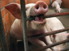 Вспышку африканской чумы свиней зафиксировали в Ейском районе 