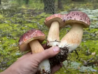 В Краснодарском крае назвали растущие в июне ядовитые грибы