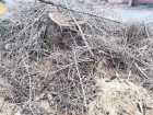 «Нет сил смотреть на эту вакханалию», – краснодарцы о вырубке деревьев в городе 
