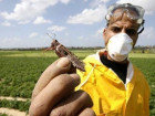 На Кубани начали борьбу с азиатской саранчой 