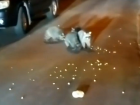 «Еноты те еще гопники»: в Сочи на видео попала семья голодных животных