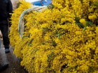 В Сочи за неделю доставили 125 тонн цветов из Абхазии 