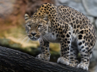 На Кубани возбудили дело на бизнесмена за содержание редкого леопарда в зоопарке