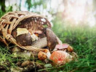 В Краснодарском крае двое детей отравились грибами 
