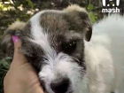 В Краснодарском крае волонтеры забрали щенка у издевавшейся над ним школьницы
