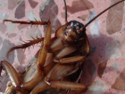 Краснодар атакуют тараканы-гиганты: видео монстра попало в сеть