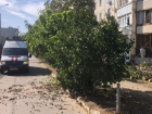 Ураганный ветер повалил деревья и ветки в Краснодаре 