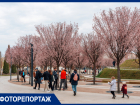 В парке Галицкого зацвели благоухающие сакуры: показываем «Краснодар» перед открытием Японского сада