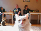 В Краснодаре открывается новое кафе с кошками и котами