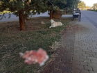 Гору мяса для бездомных собак вывалили на аллее в ЮМР Краснодара