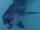Изъятый полицейскими дельфин умер в анапском дельфинарии