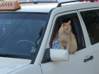 Водителя такси задержали за кражу кота в Краснодаре