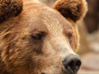 Два случая встречи туристов с медведями зафиксировали в Сочи