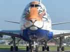 В Сочи прилетит самолет с изображением амурского тигра 
