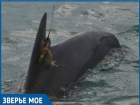 В Геленджике дельфин, ставший жертвой научных исследований, находится на грани гибели