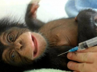 На сочинских приматах испытают новую вакцину от COVID-19