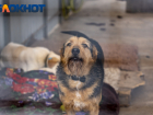 «Нам не нужны загрызанные псами дети» : краснодарские депутаты о запрете на кормление и уход за бездомными животными 