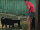 В Краснодаре ротвейлер загрыз кошку на глазах у жителей города