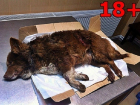 Живодеры расстреляли собаку возле отделения полиции на Кубани