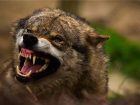 В Сочи по улицам гуляет голодный волк