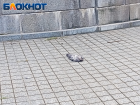 У памятника Екатерине II в Краснодаре умирают голуби