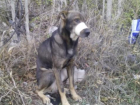 В Новороссийске изверги замотали скотчем собаке пасть и оставили умирать