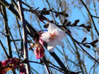 В Японском саду Краснодара начинается цветение сакуры