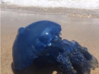 Ярко-синие средиземноморские медузы завелись в водах Анапы 
