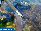 Горячую линию для спасения дельфинов открыли в Краснодарском крае