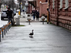 Важное в Краснодаре 22 марта: поздравляем таксистов, не обижаем птиц, угадываем погоду