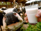 Специалисты: в кубанской молочной продукции не может быть вируса ящура
