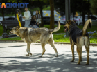 Краснодарские зоозащитники помешали городским властям забрать агрессивных собак в Юбилейном 