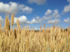На Кубани начали убирать пшеницу 