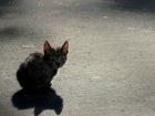 В Туапсе пенсионерка на глазах у ребенка забила котенка насмерть 