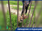 Гуляющие без намордника бойцовские собаки напугали жителей Краснодара