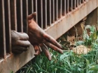 Краснодарцы раскритиковали Сафари-парк из-за грустного видео с орангутангом