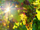 На Кубани в два раза вырос экспорт вина 