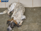 В Краснодарском крае запретят выбрасывать домашних животных