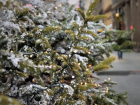 Жители Краснодара возмутились проведению елки в одном из ТРЦ во время пандемии 