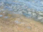Медузы оккупировали пляжи Азовского моря