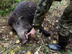 В национальном парке Сочи гибнут дикие кабаны