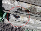 Краснодарцы нашли похожего на опасного каракурта паука 