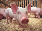На Кубани началась вспышка африканской чумы у свиней