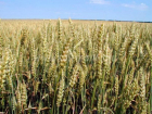  На Кубани озимой пшеницей засеяли 1,5 млн га 