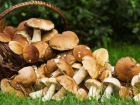 В Новороссийске приступят к борьбе с незаконной торговлей грибами 