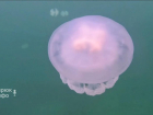 Неземную красоту подводного мира Азовского моря показали на видео